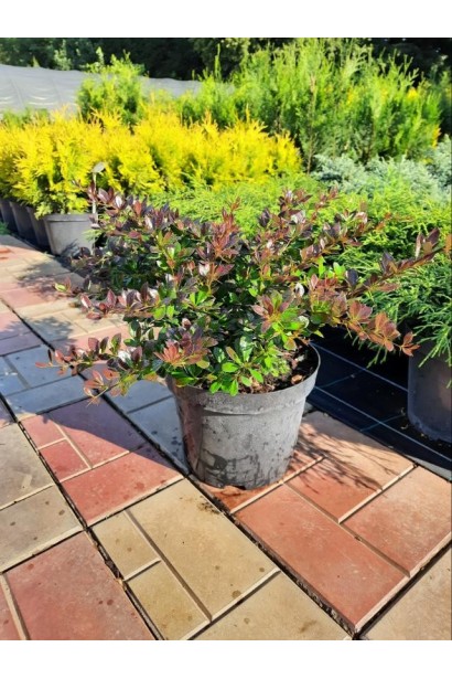 Барбарис Ред Джевел - 5л/вис.25-35см/Ø35-50см